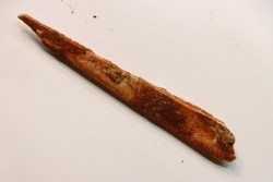 PTEROSAUR partial rostrum: ALANQA SAHARICA - CENOMANIAN - Kem Kem , Morocco