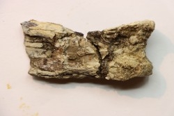 PTEROSAUR partial humerus : Pteranodon sternbergi