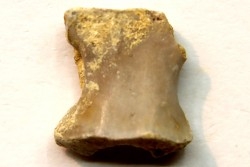 RARE VERTEBRE DE PTEROSAURE:  Cimoliopterus dunni - Crétacé - Britton Fmt - Mansfield County, Texas, USA