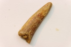 Pterosaur tooth: Siroccopteryx moroccensis