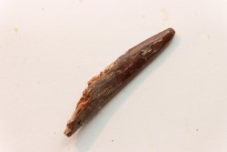Dent de ptérosaure: Siroccopteryx moroccensis