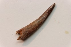Pterosaur tooth: Siroccopteryx moroccensis