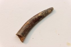 Pterosaur tooth: Siroccopteryx moroccensis