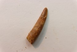 Pterosaur tooth: Siroccopteryx moroccensis