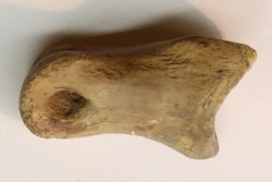 Struthiomimus toe bone - Hell Creek  Fmt -  upper cretaceous  - Perkins County, South Dakota