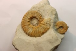 Mortoniceras (Drakeoceras) drakei - Cretaceous - Fort Worth Fmt - Justin, Texas, USA