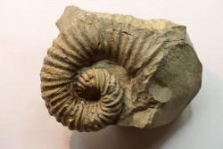 Heteroceras astieri - Barrémian - Lure, 04 - FRANCE