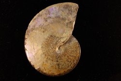 Sphenodiscus lenticularis (Owen, 1852) - Maestrichtien - Dakota - USA