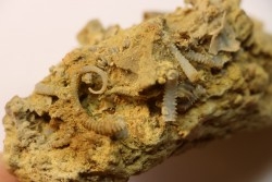 SPIROCERAS ORBYGNYI - UPPER bajocian - Mont d'or Lyonnais, FRANCE