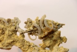 SPIROCERAS ORBYGNYI - UPPER bajocian - Mont d'or Lyonnais, FRANCE