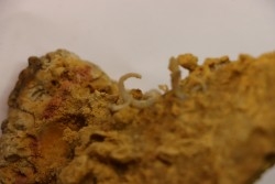 SPIROCERAS ORBYGNYI - Bajocien supérieur - CIRET Mont d'or Lyonnais, FRANCE