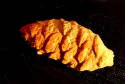 PARARAUCARIA cone - Jurassic - Santa Cruz - ARGENTINA