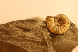 Amaltheus gibbosus - Domérien - Buttenheim, Germany