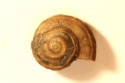 ORBONELLA GRANULATA - bajocien supérieur - Sengenthal - Allemagne