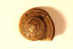 ORBONELLA GRANULATA - upper bajocian - Sengenthal - Germany