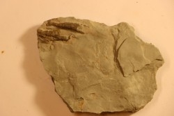 CORNULITHES sp.  Manlius Limestone  Manlius Limestone  Helderbergian Group  Lower DEVONIAN  New Salen, New York - USA