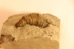 Stereolasma Rectum - Devonian - Windom shale formation - Eric County, New York- USA