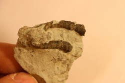 Stereolasma Rectum - Devonian - Windom shale formation - Eric County, New York- USA