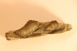 Stereolasma Rectum - Devonian - Windom shale formation - Eric County, New York- USA