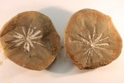 Nodule de fougère: Annularia radiata - carbonifère - Mazon creek - Essex, Illinois - USA