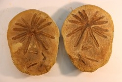 Nodule de fougère: Annularia radiata - carbonifère - Mazon creek - Essex, Illinois - USA