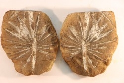 Nodule de fougère: Annularia radiata - carbonifère - Mazon creek - Astoria, Illinois - USA