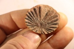 Nodule de fougère: Annularia radiata - carbonifère - Mazon creek - Astoria, Illinois - USA