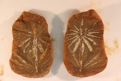 Nodule de fougère: Annularia radiata - carbonifère - Mazon creek - Astoria, Illinois - USA