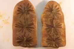 Nodule de fougère: Annularia radiata - carbonifère - Mazon creek - Essex, Illinois - USA
