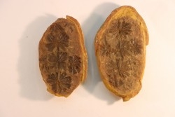 Nodule de fougère: Annularia sphenophylloides - carbonifère - Mazon creek - Essex, Illinois - USA