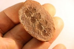 Nodule de fougère: Annularia sphenophylloides - carbonifère - Mazon creek - Essex, Illinois - USA