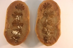 Nodule de fougère: Annularia sphenophylloides - carbonifère - Mazon creek - Coal City, Illinois - USA