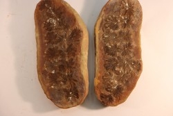 Nodule de fougère: Annularia sphenophylloides - carbonifère - Mazon creek - Coal City, Illinois - USA