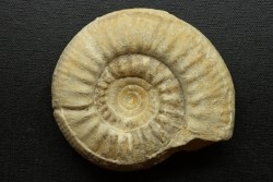 Subgrossouvria crassa  - callovien - Montreuil Bellay- FRANCE