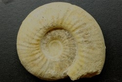 Orionoides indicus (LF Spath, 1931)  - callovian - Montreuil Bellay - FRANCE