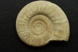 Hamulisphinctes hamulatus (Buckman, 1921) - callovian - Montreuil Bellay - FRANCE