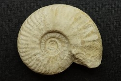 Orbignyceras trezeense - callovien - Montreuil Bellay- FRANCE