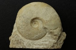 Distichoceras pas-de-jeuensis - callovian - Montreuil Bellay - FRANCE