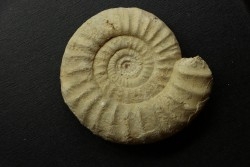 Pseudopeltoceras leckenbyi - callovian - Montreuil Bellay - FRANCE