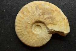 Sublunuloceras gr. virguloides (Gerard et  Contaut, 1936)  - callovian - Montreuil Bellay - FRANCE