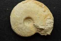 Sublunuloceras gr. virguloides (Gerard et  Contaut, 1936)  - callovian - Montreuil Bellay - FRANCE