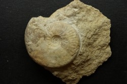 Sublunuloceras gr. virguloides (Gerard et  Contaut, 1936)  - callovian - Montreuil Bellay - FRANCE