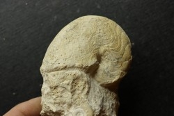 Pseudagamites aff. aganiticus  (Schlotheim)  - callovian - Montreuil Bellay - FRANCE