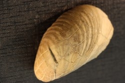 Inoceramus labiatus (Schlotheim)  cénomanien Normandie - FRANCE