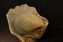 Inoceramus crippsi (Mantell, 1822)  - cénomanien - Normandie - FRANCE