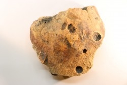 Namacalathus hermanestes & Albumarid Skinnera sp.  Precambrian, Ediacara period, Nama formation  Dish River Canyon, Namibia