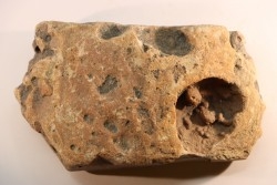 Namacalathus hermanestes & Albumarid Skinnera sp.  Precambrian, Ediacara period, Nama formation  Dish River Canyon, Namibia