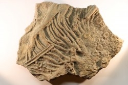 Scyphocrinites elegans - silurian - Erfoud, Morocco