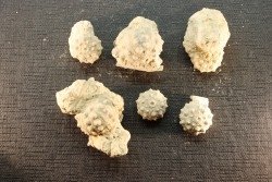 Intéressant set of 6 urchins  HEMICIDARIS CRENULARIS  oxfordian  Novion-Porcien - Ardennes, France