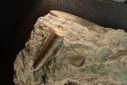 bélemnites:  Passaloteuthis apicicurvata  pliensbachien  région de Nancy, 54 - FRANCE